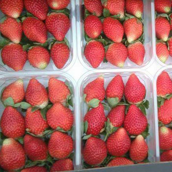 Aton Green Egypt Fresh Fruits & Vegetables